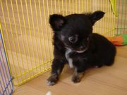 Adorable  Akc Tiny Chihuahua Puppies Available For Adoption